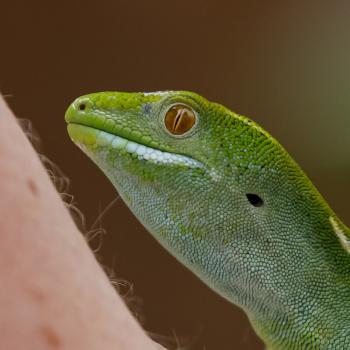 Gecko (1 of 1)