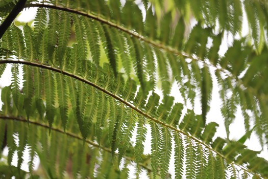 Fern leaves naturally arranged