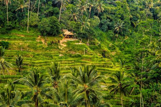 Tegallalang Rice Terraces in Ubud