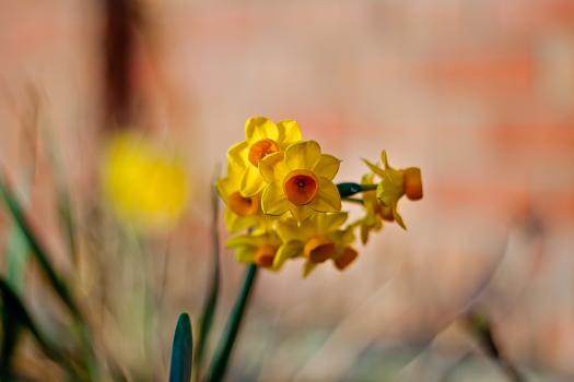 Tiny daffodil