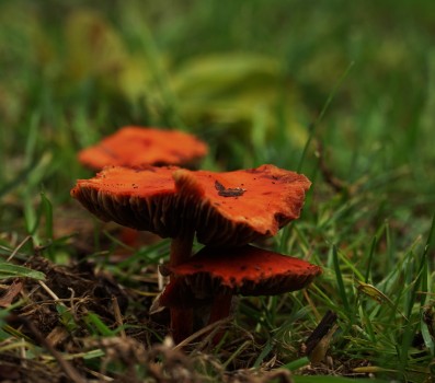 orange fungi