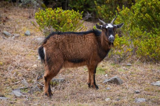 Wild goat, Alpine Route, Nelson