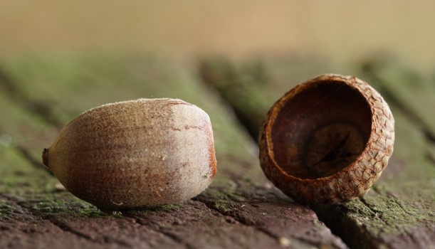 Acorn on a picnic table