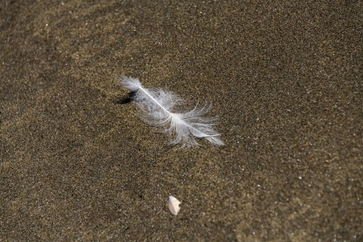 Feather on sand
