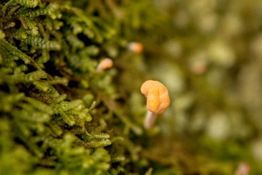 Blooming Lichen