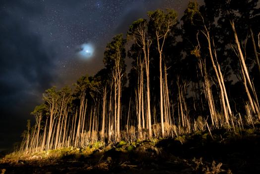 Rimu forest under torchlight