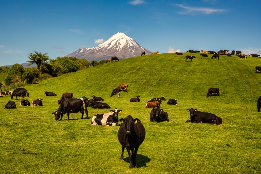 Cows grazing under the volcano
