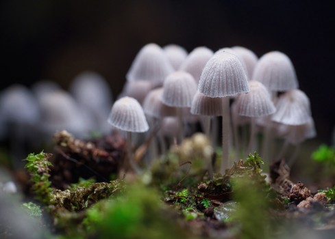 Fairy Inkcap Mushroom