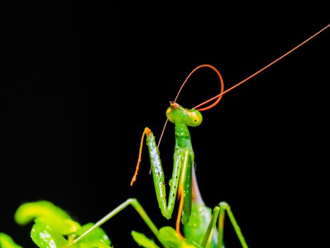 Praying Mantis Cleaning Antennae