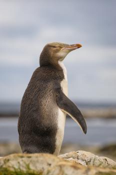 Yellow eyed penguin, Enderby Is