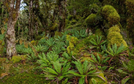 Forest, fern, Tararua Range