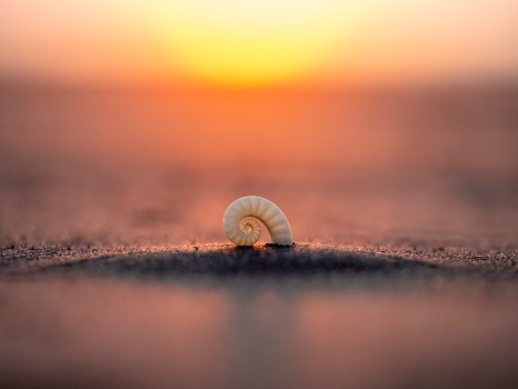 Spirula Ram’s Horn Squid Shell Sunset