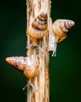 Small Pointed Snails Cochlicella Barbara