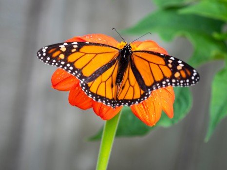 Male Monarch Butterfly Topside Kahuku Danaus Plexippus