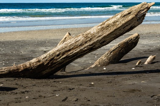 Beached log
