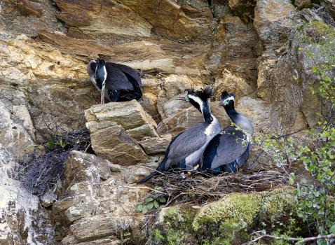 Spotted shag territoriality