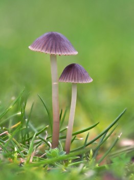 Ink Cap Mushrooms Pair Field