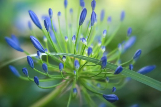 The Agapanthus and the blade