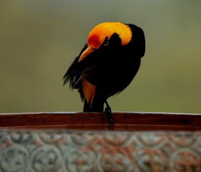 Regent bower bird