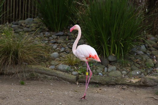 Greater flamingo, Auckland ZOO