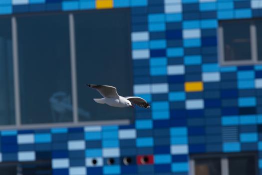 Seagull flying over blue tiles