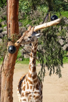 Giraffe at Auckland ZOO