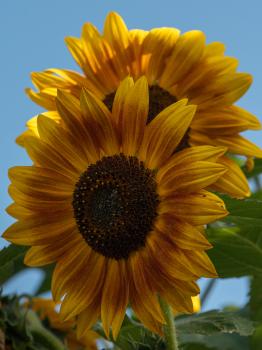 Sunflower Two