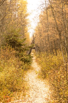 Path through woods in Autumn