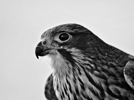 NZ Falcon Portrait