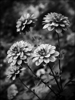 Dahlias in black and white