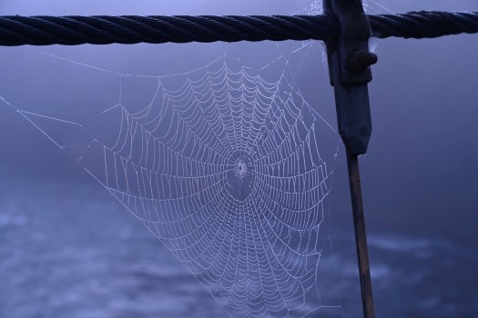 web in fog