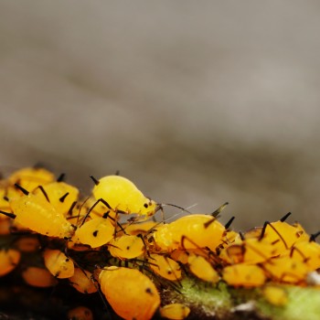 Yellow aphids