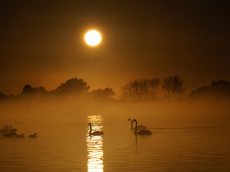 Waterbirds in the Mist