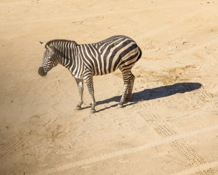Zebra standing in the dirt, Auckland ZOO