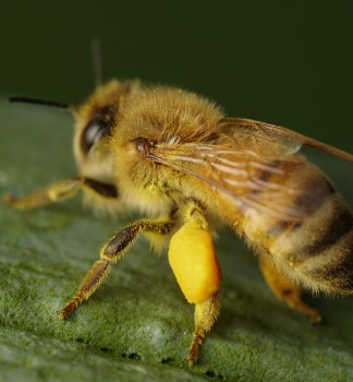 Bee with pollen on its leg