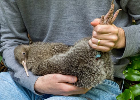 Kiwi held by legs in lap