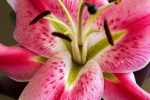 Lily_pink with pollen