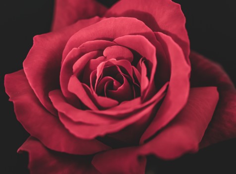 Red, Red Rose 
