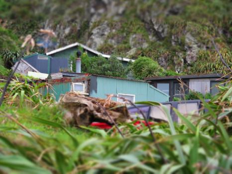 Vegetation and shacks at Owhiro bay