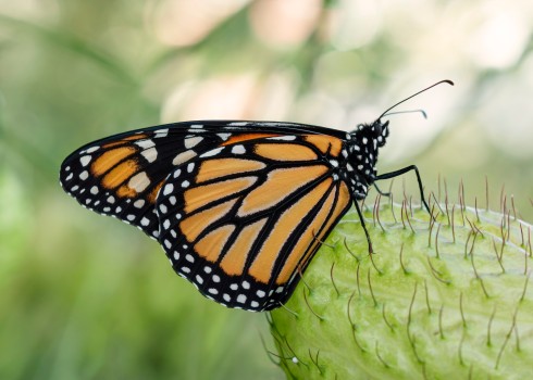 Monarch Butterfly on Swan Plant