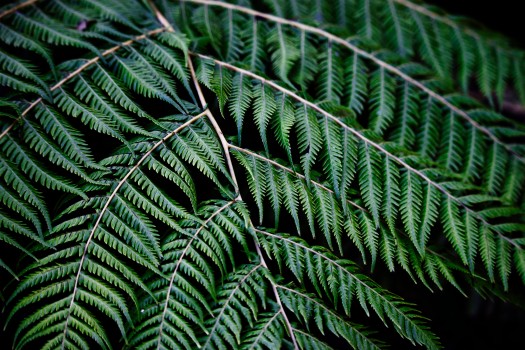Green Frond