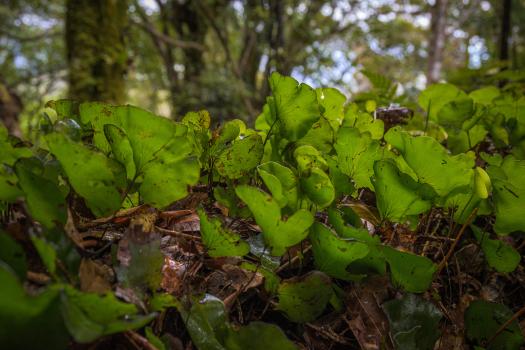 Kidney ferns, Remutaka Forest Park