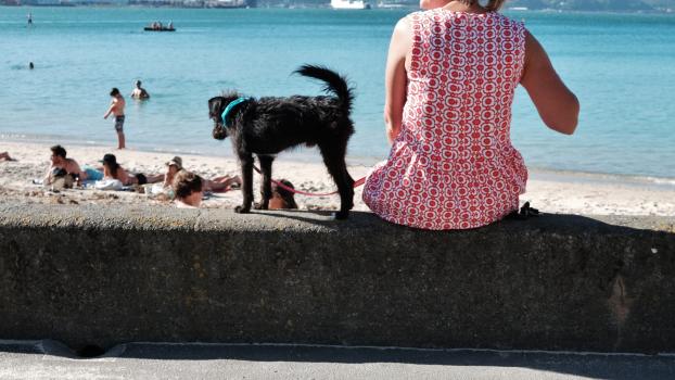 Woman and dog on beach wall Wellington