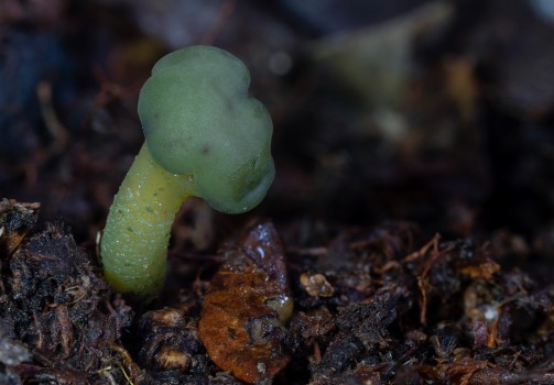 Leotia lubrica - jelly baby fungi