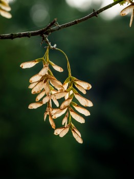 Maple Tree Helicopter Seeds Hanging