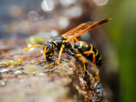Asian Paper Wasp Drinking Polistes Chinensis