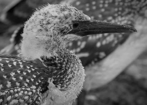 Young Gannet Napier 300124 (1 of 1)