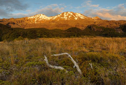 Evening light on Mt Ruapehu