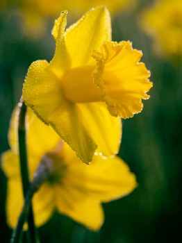 Beautiful Daffodil Close up