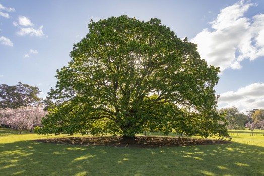 Cornwall Park Tree